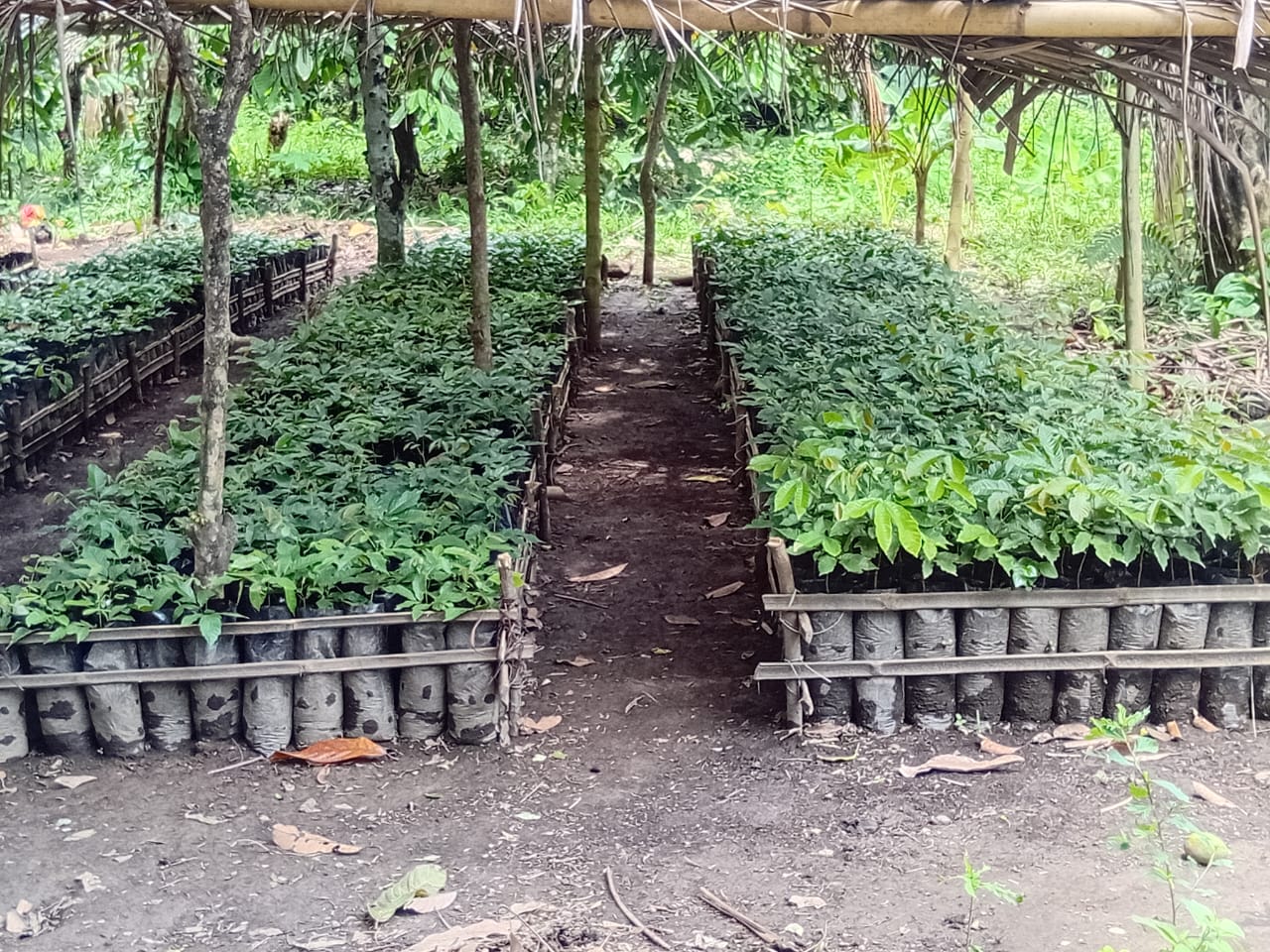 Local nursery with rows of seedlings