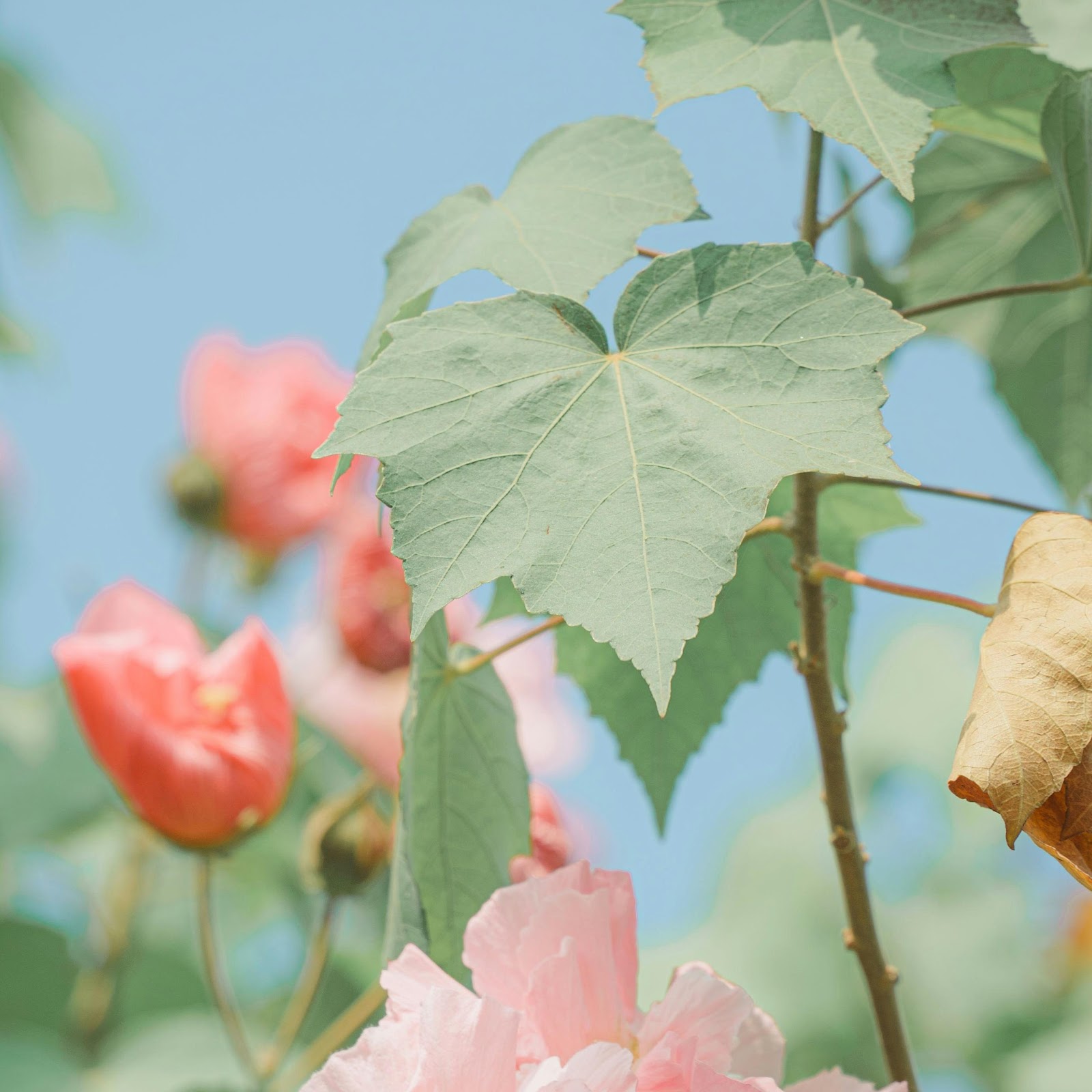 Download Soft Pink Blooms Against Blue Sky 4K iPhone