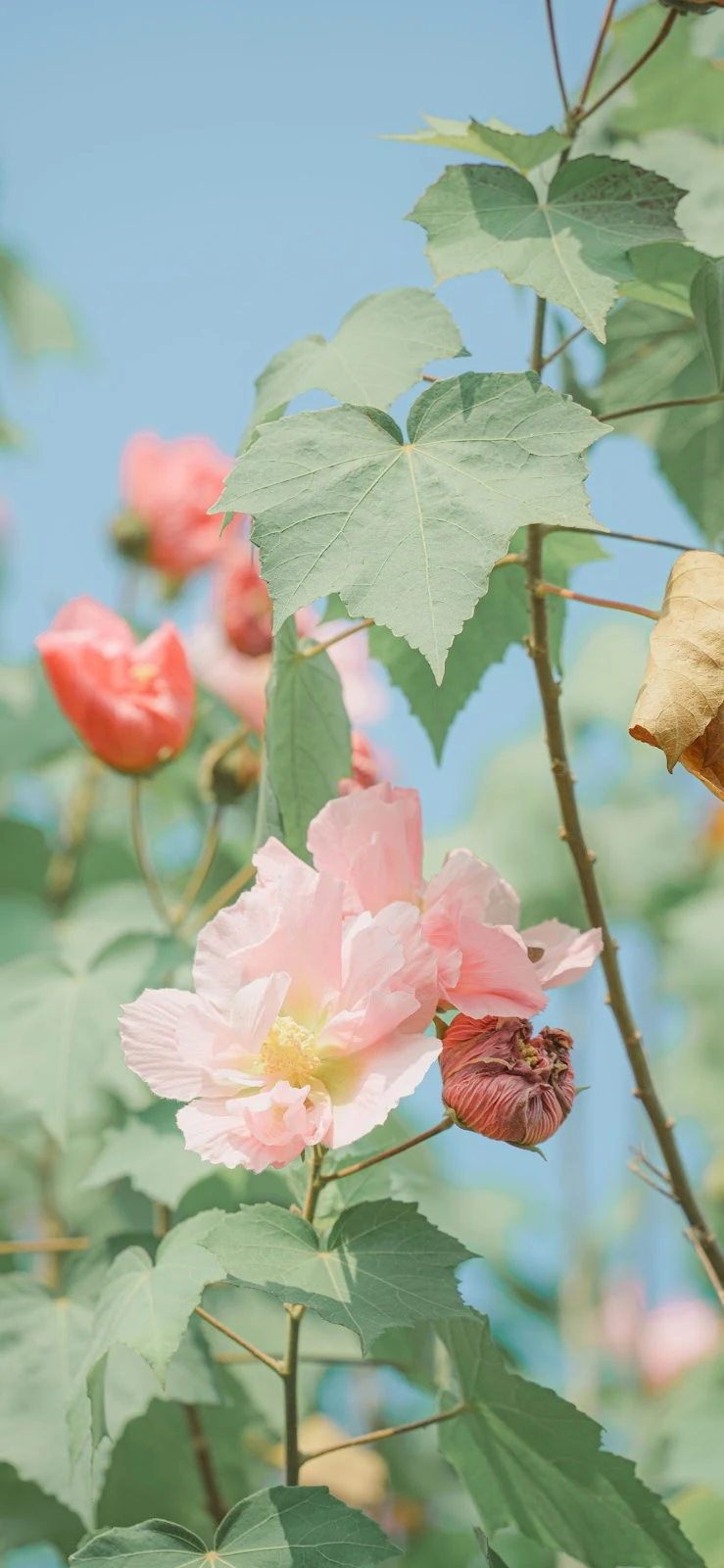 Soft Pink Blooms Against Blue Sky - Macro Nature Photography 4K iPhone Wallpaper (2769x5999)