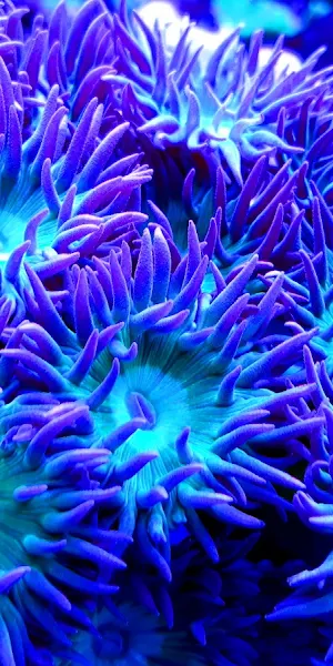 Coral, Reef, Underwater, Marine Life 5K Wallpaper Background