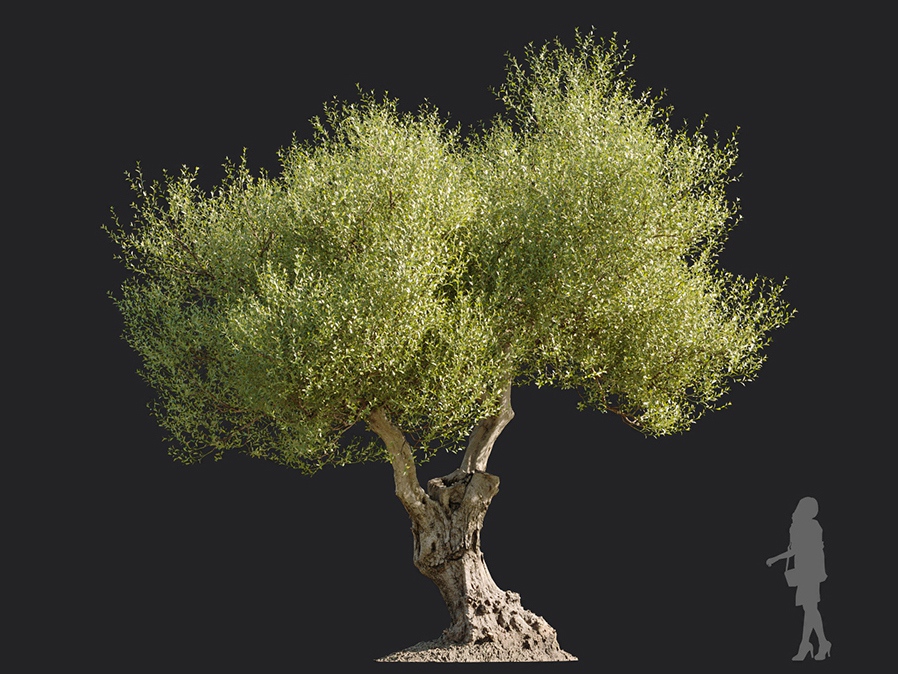 Maxtree - Plant Models Vol.113
