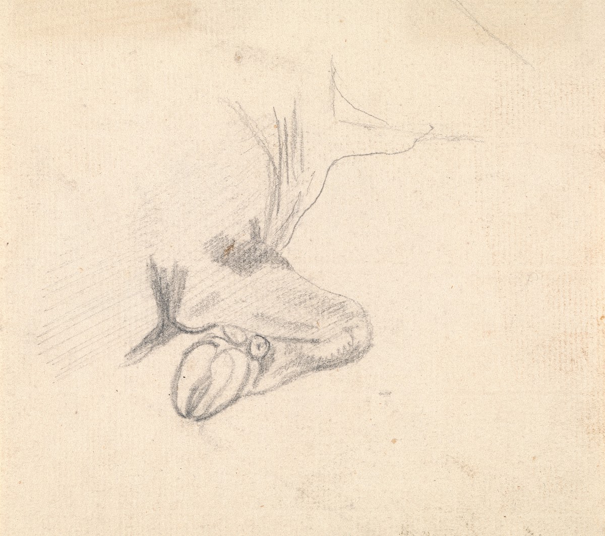 Study of a Cows Hoof