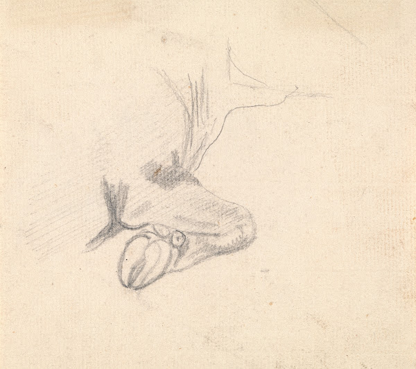 Study of a Cows Hoof