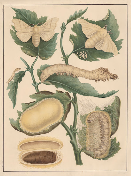 Silkworm 1895