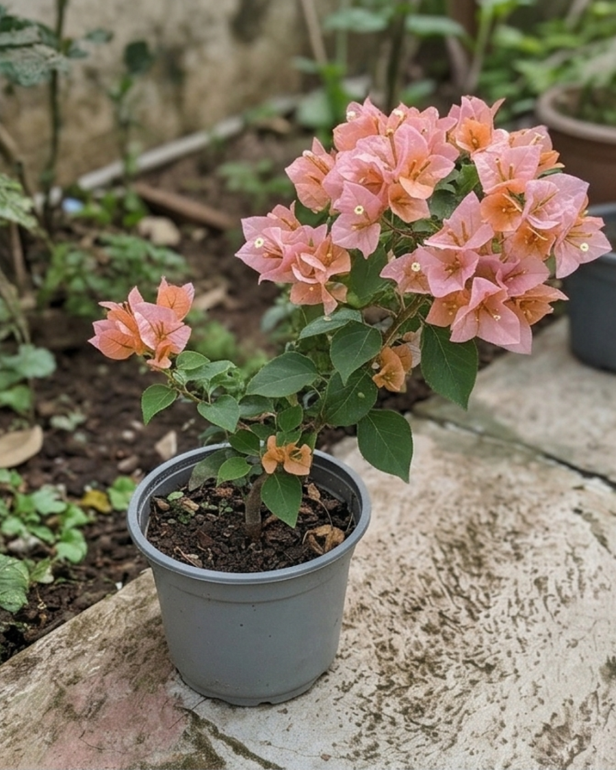 Imported Huge Evan Bougainvillea Plant — view 2