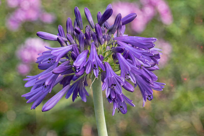 Agapanthus 'Hanneke' in fiore con vivaci spighe blu in un giardino mediterraneo