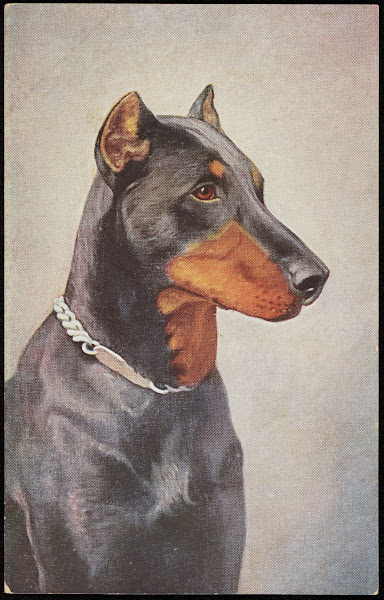 Doberman 20th century