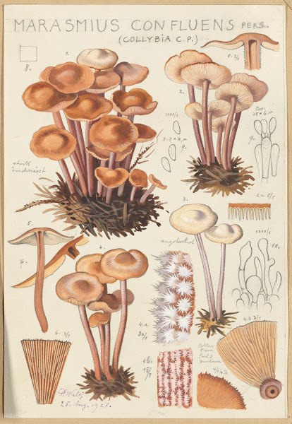 Marasmius confluens 1915 1945