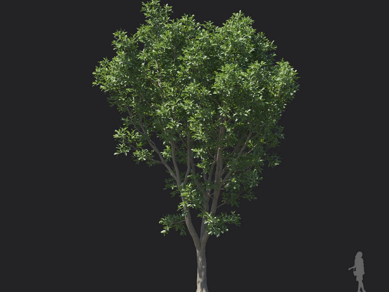 Maxtree - Plant Models Vol.121