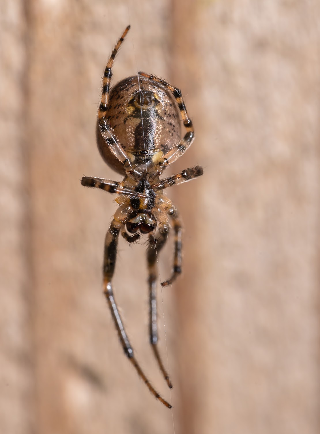 Zygiella x-notata