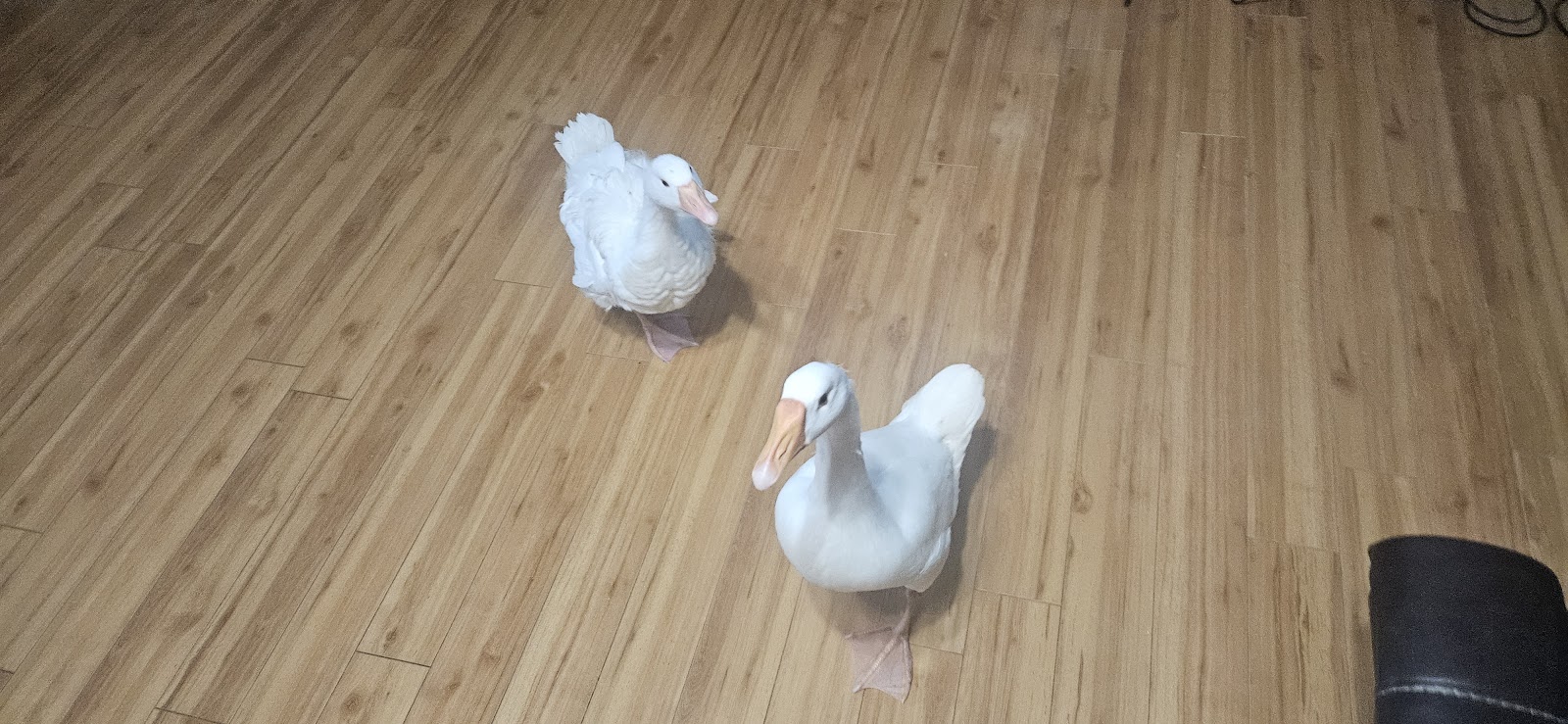 Sebastopol Goose, White Chinese Goose