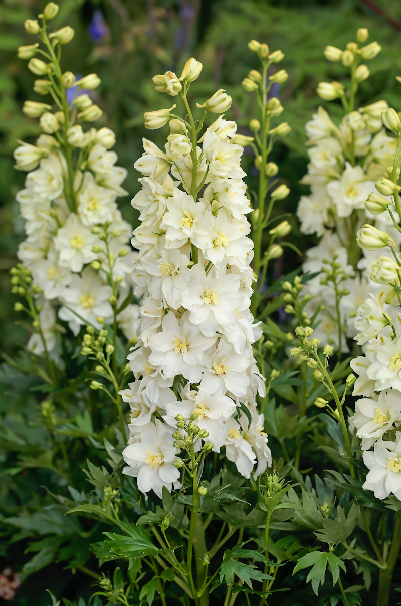 Delphinium Delgenius Neva, infiorescenze bianche e delicate in un giardino cottage