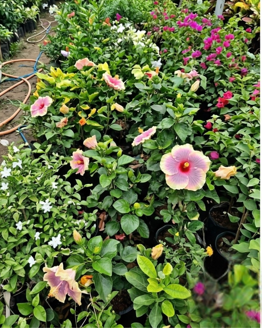 Hibiscus Pushpa Belladonna — view 4