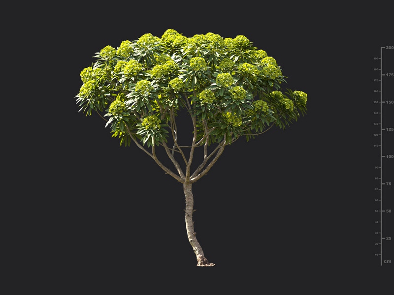 Maxtree - Plant Models Vol.119