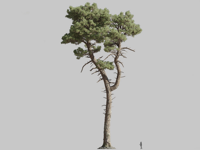 Maxtree - Plant Models Vol.126