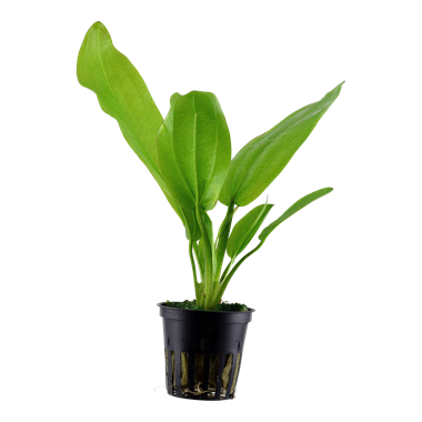 Echinodorus cordifolius