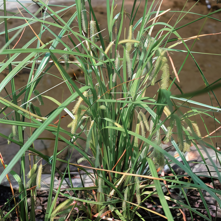 Carex pseudocyperus, graminacea acquatica a bordo laghetto con spighe dorate