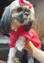 TUCHI