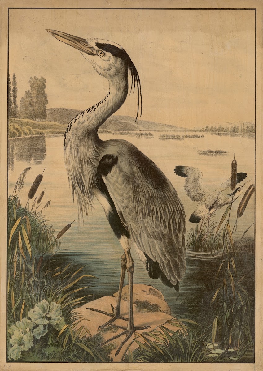 Heron 1895
