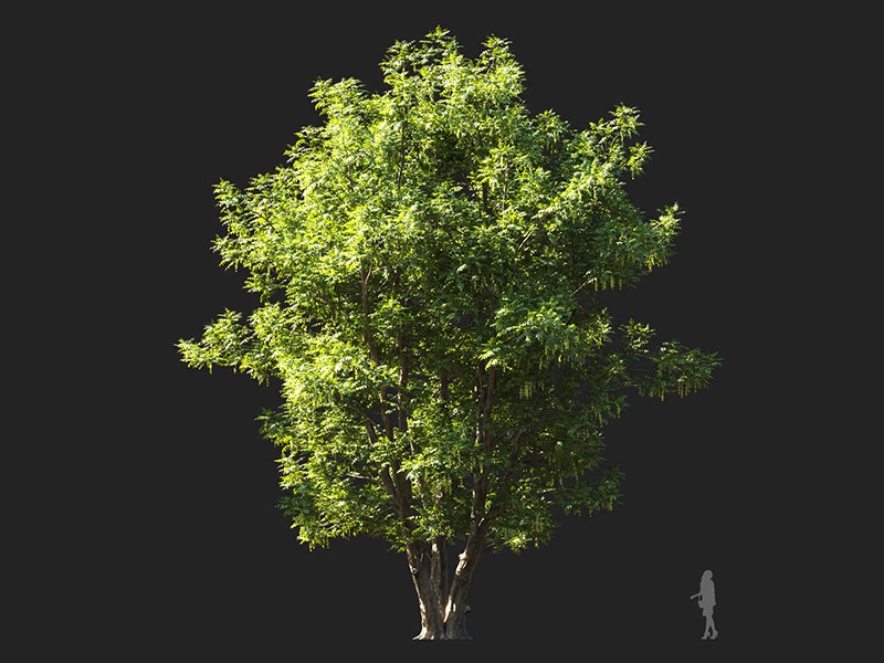 Maxtree - Plant Models Vol.132