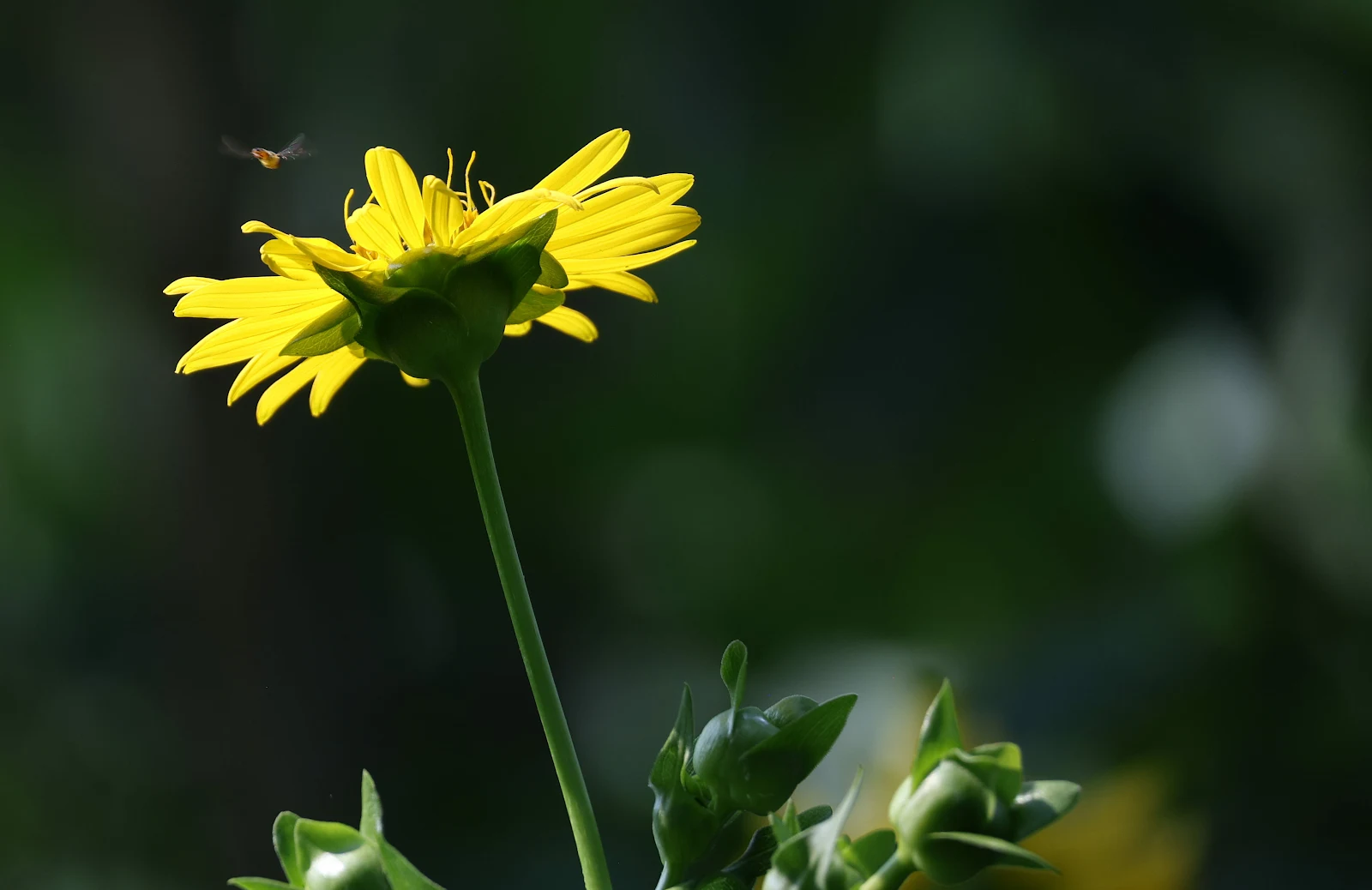 Backlit Yellow Flower Close Up - Macro Photography 4K Wallpaper (3948x2562)