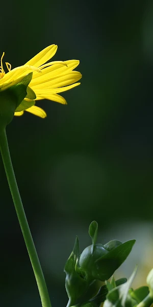 Backlit Yellow Flower Close Up 4K Wallpaper Background