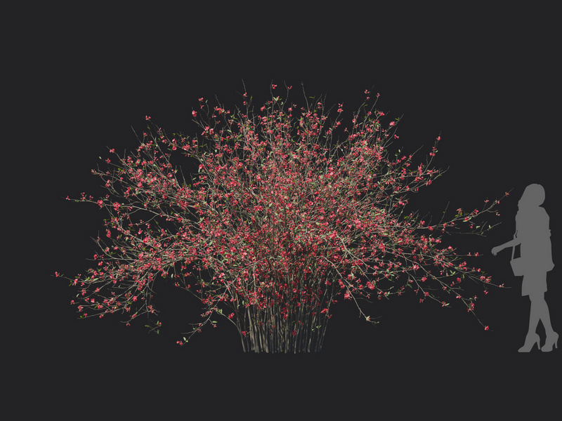 Maxtree - Plant Models Vol.129