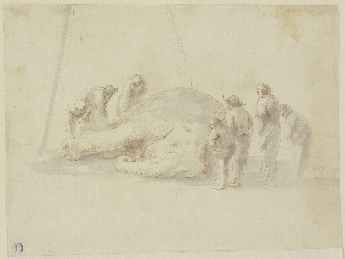 Toter Elefant und sieben Betrachter 1655