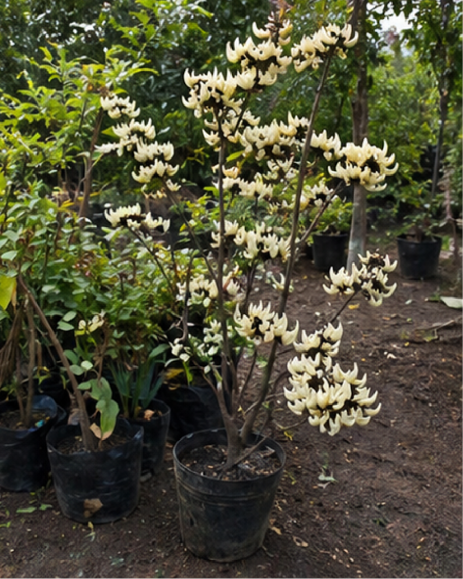 White Palash Plant — view 6