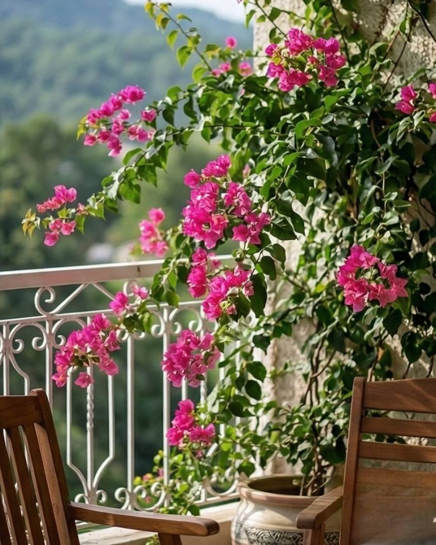 Imported Tanglong Pink Bougainvillea Plant — view 3