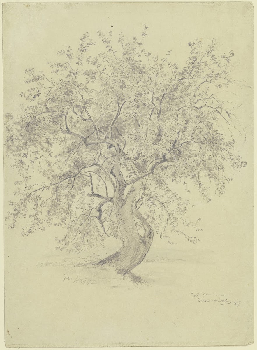 Apple tree at the Eichenbühl 1885