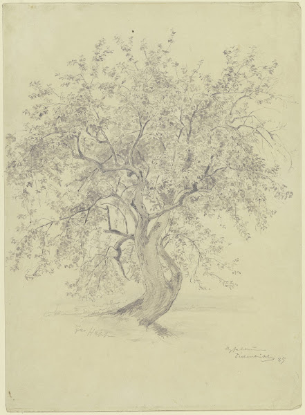 Apple tree at the Eichenbühl 1885