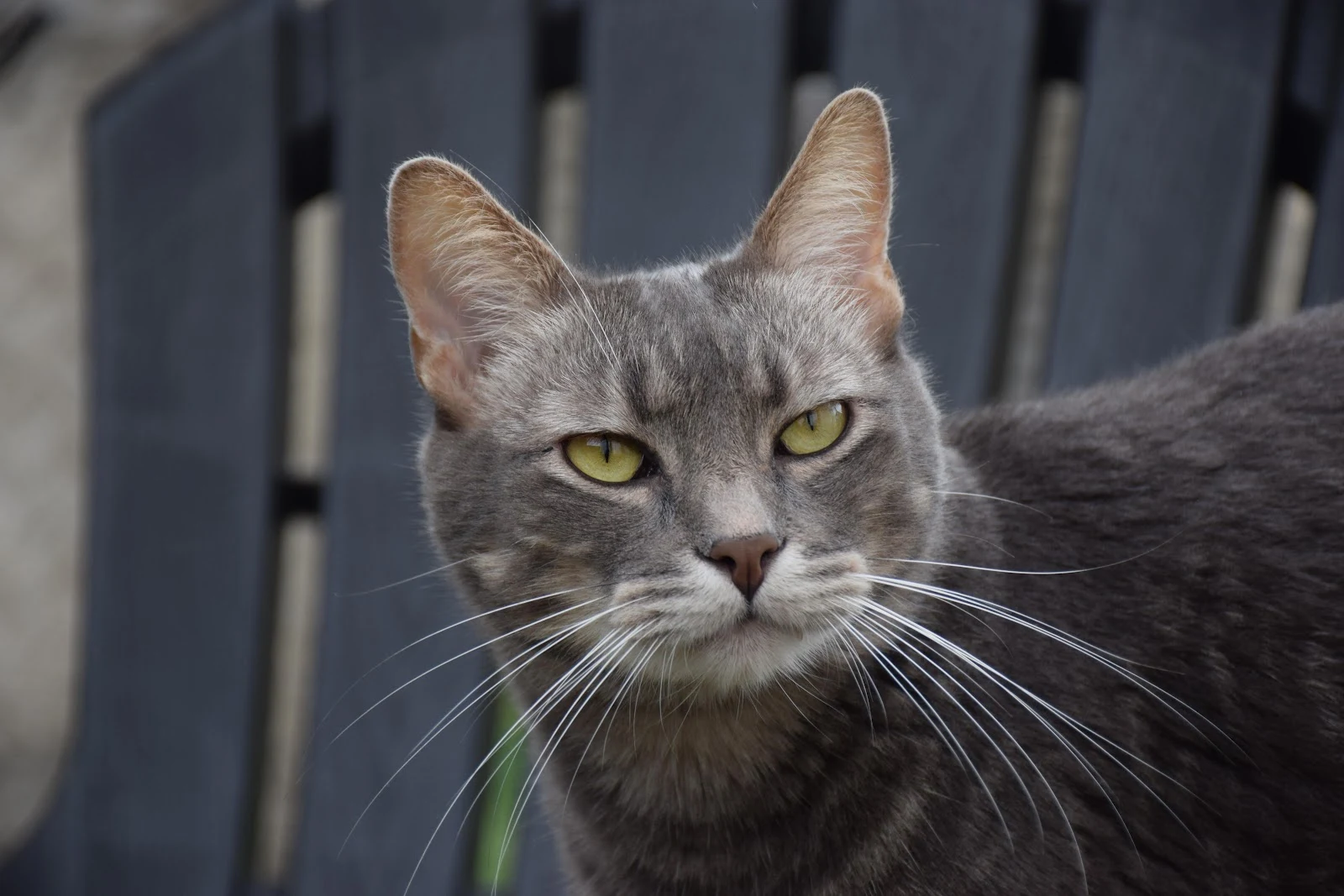 Grey Tabby Cat Sitting Outside - Animal Photography 5K Wallpaper (6000x4000)