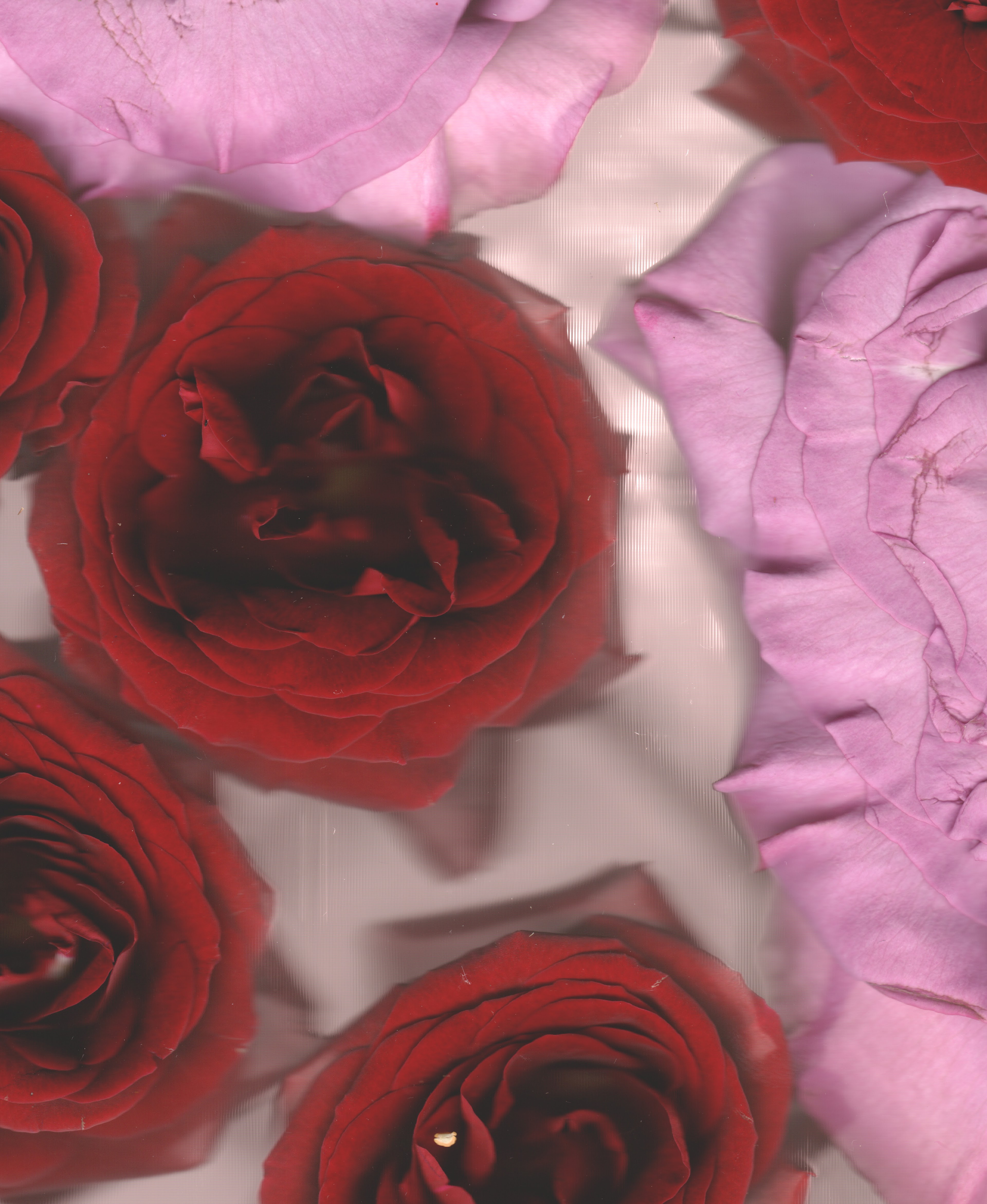 Red No. 5 — original botanical scanography fine art print by Zoey Solomon