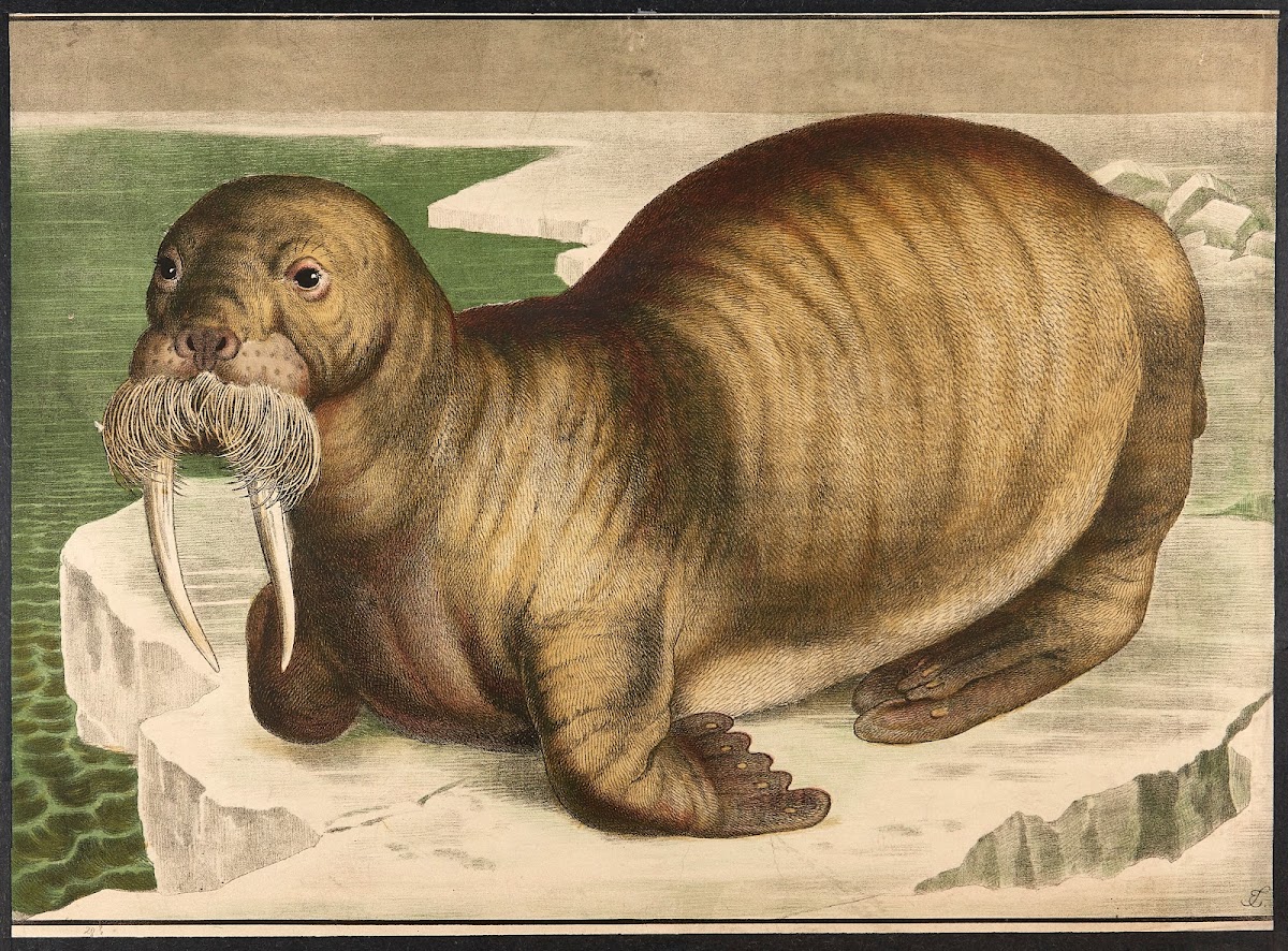 Walrus 1883