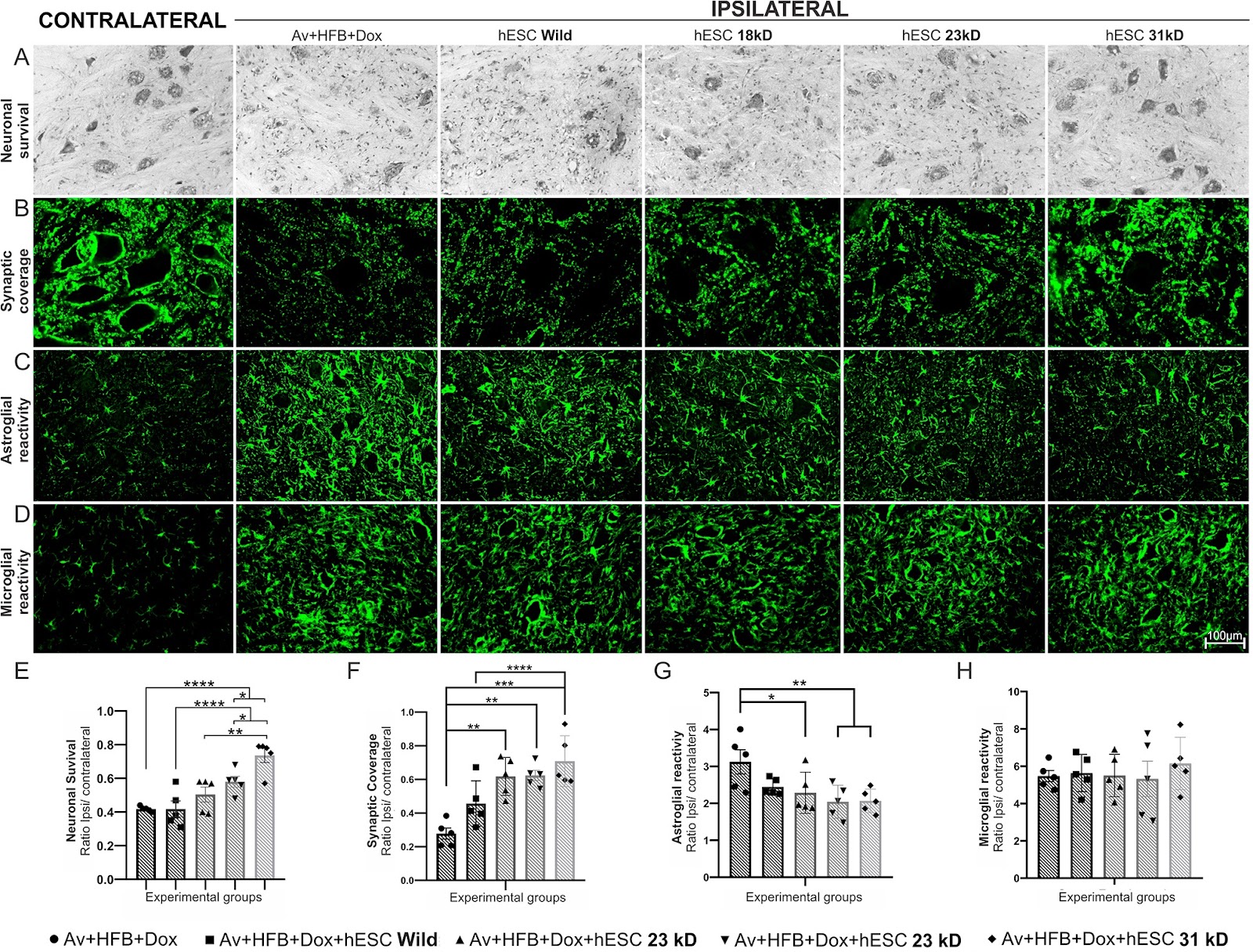 Embryonic stem cells overexpressing high molecular weight FGF2 isoform enhance recovery of pre-ganglionic spinal root lesion in combination with fibrin biopolymer mediated root repair