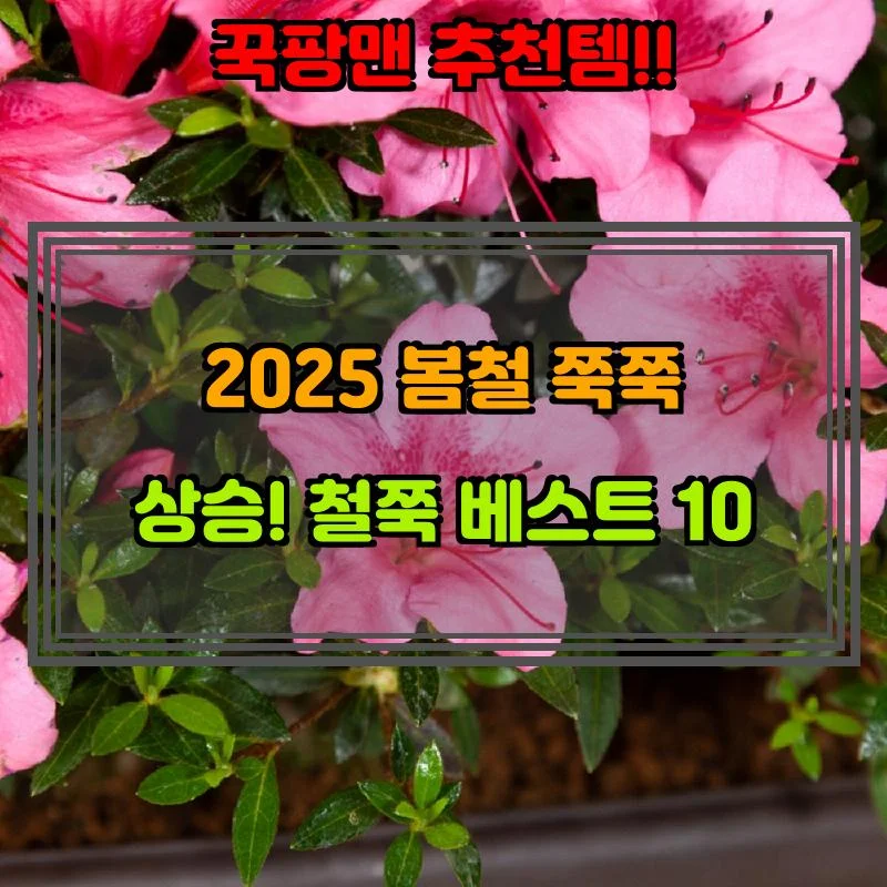 4월 15일, N쇼핑 검색 TOP 8, 철쭉 베스트 5
