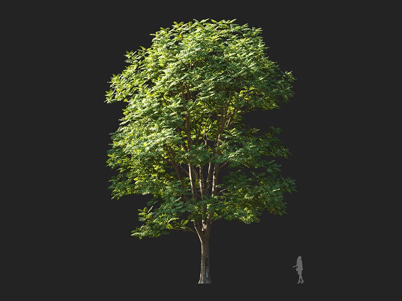 Maxtree - Plant Models Vol.132