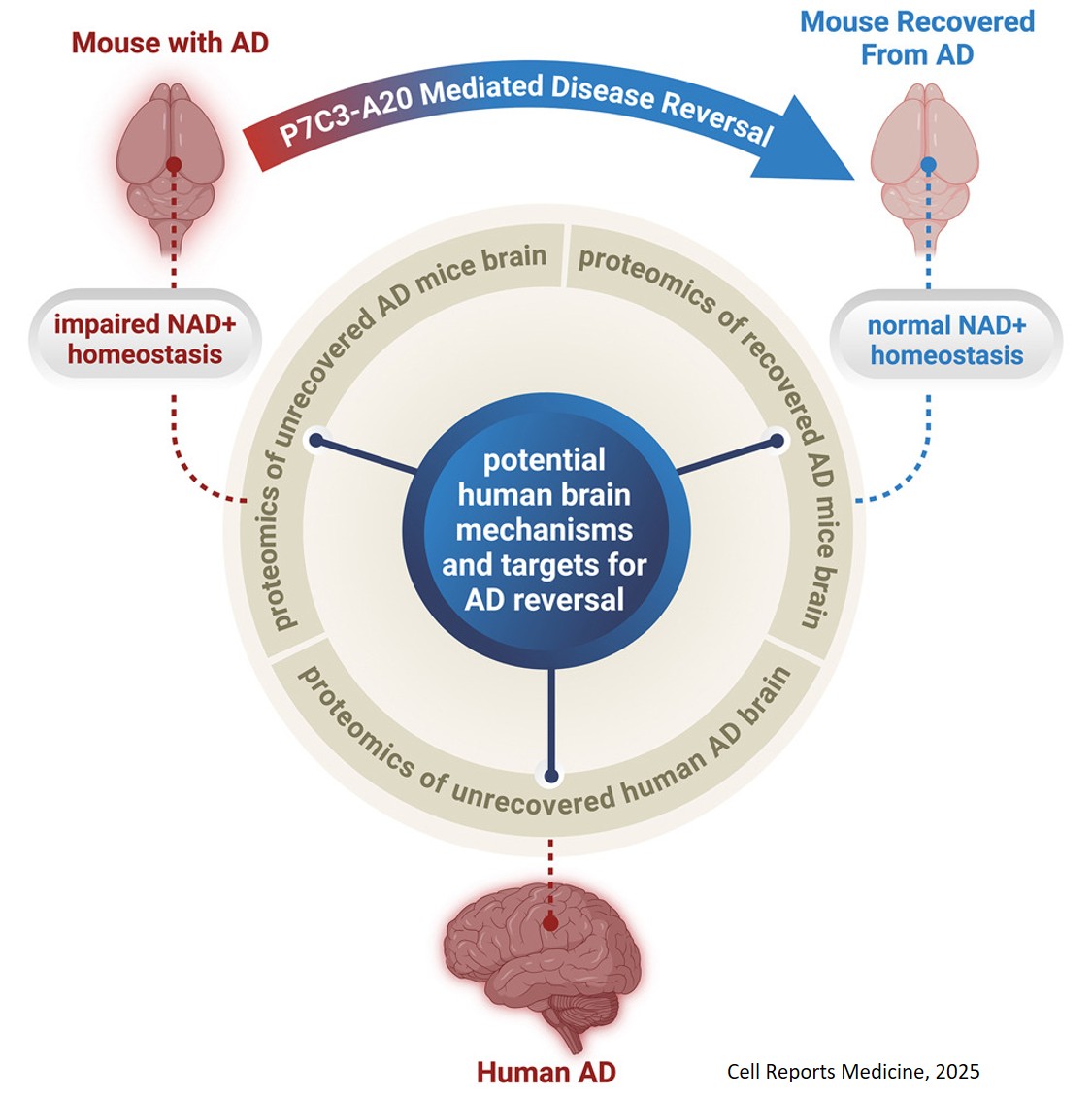 Alzheimer’s disease reversal by restoring the brain’s energy balance