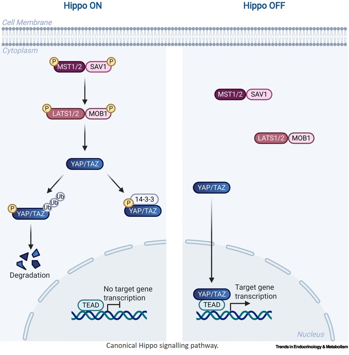 Hippo signalling controlling metabolism!