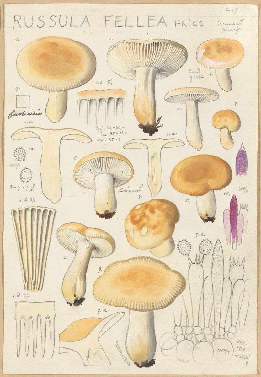 Russula fellea 1915 1945