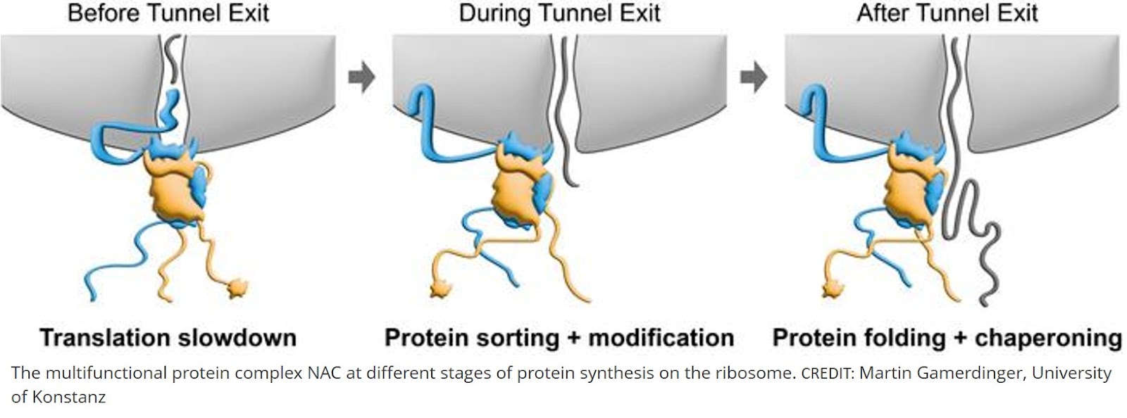 Regulating protein production