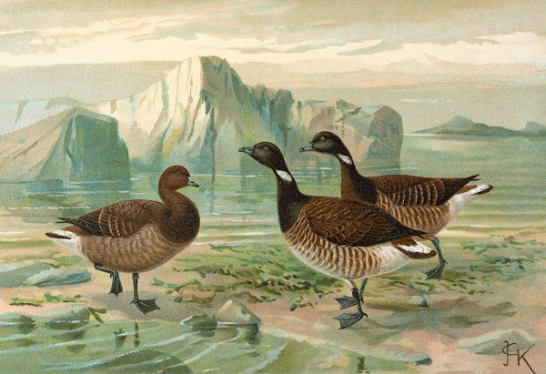 Branta bernicla