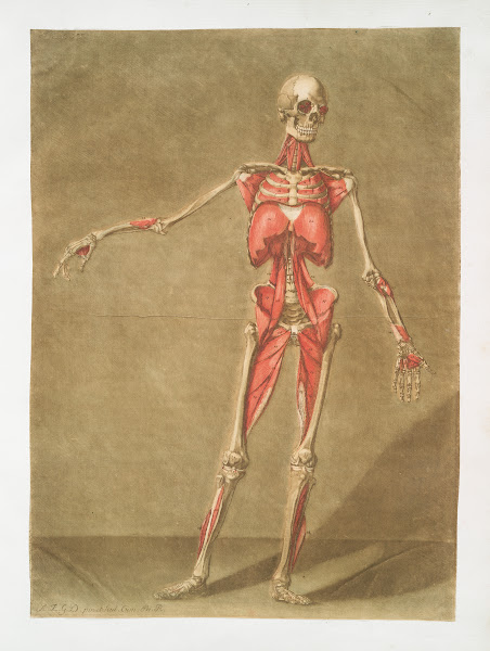 Cette planche représente le dernier ordre de muscles 1773