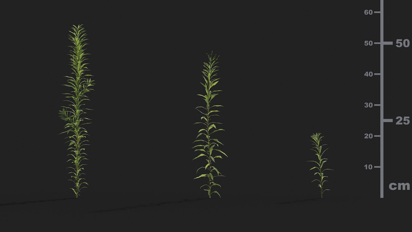 Maxtree - Plant Models Vol.21