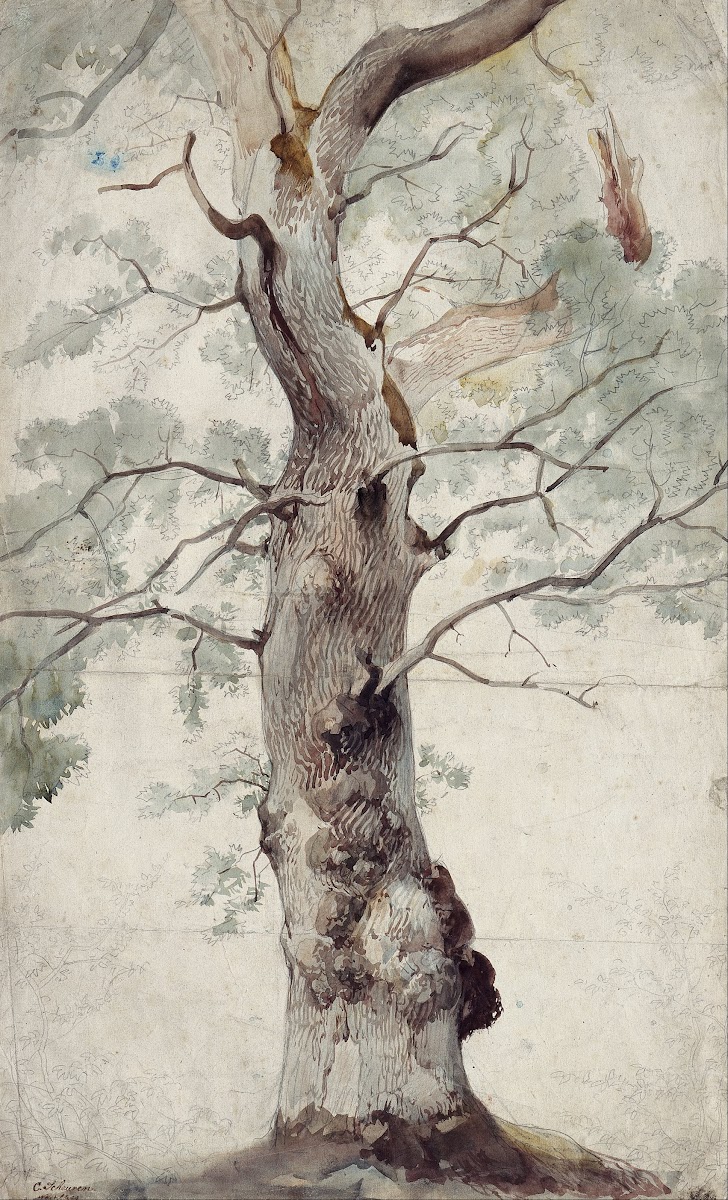 Study of a Tree 1830s