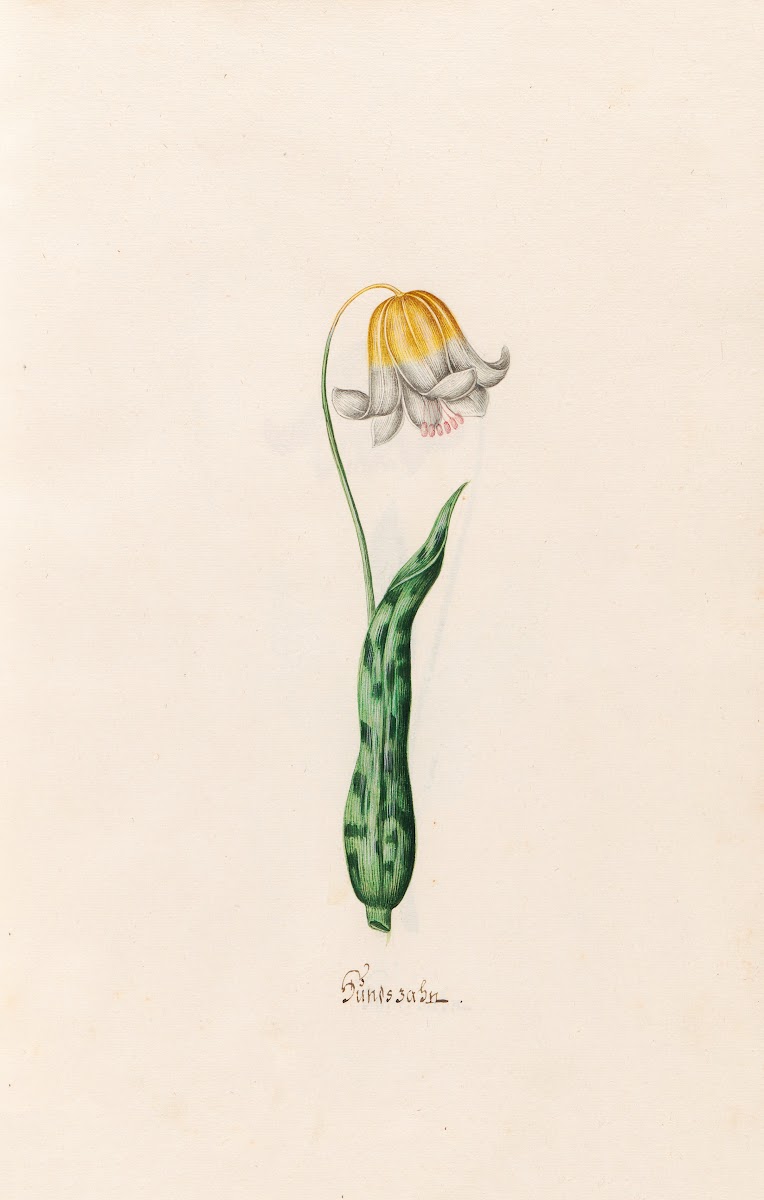 Hundszahn 1692
