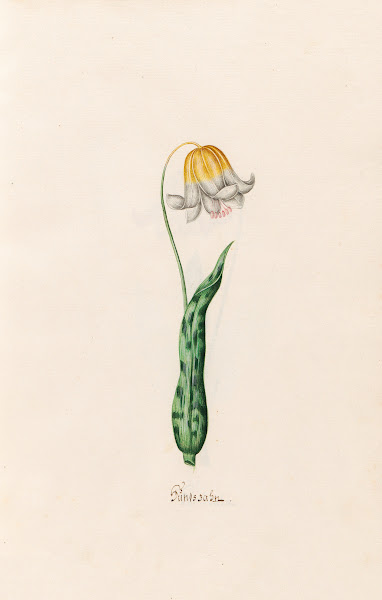 Hundszahn 1692