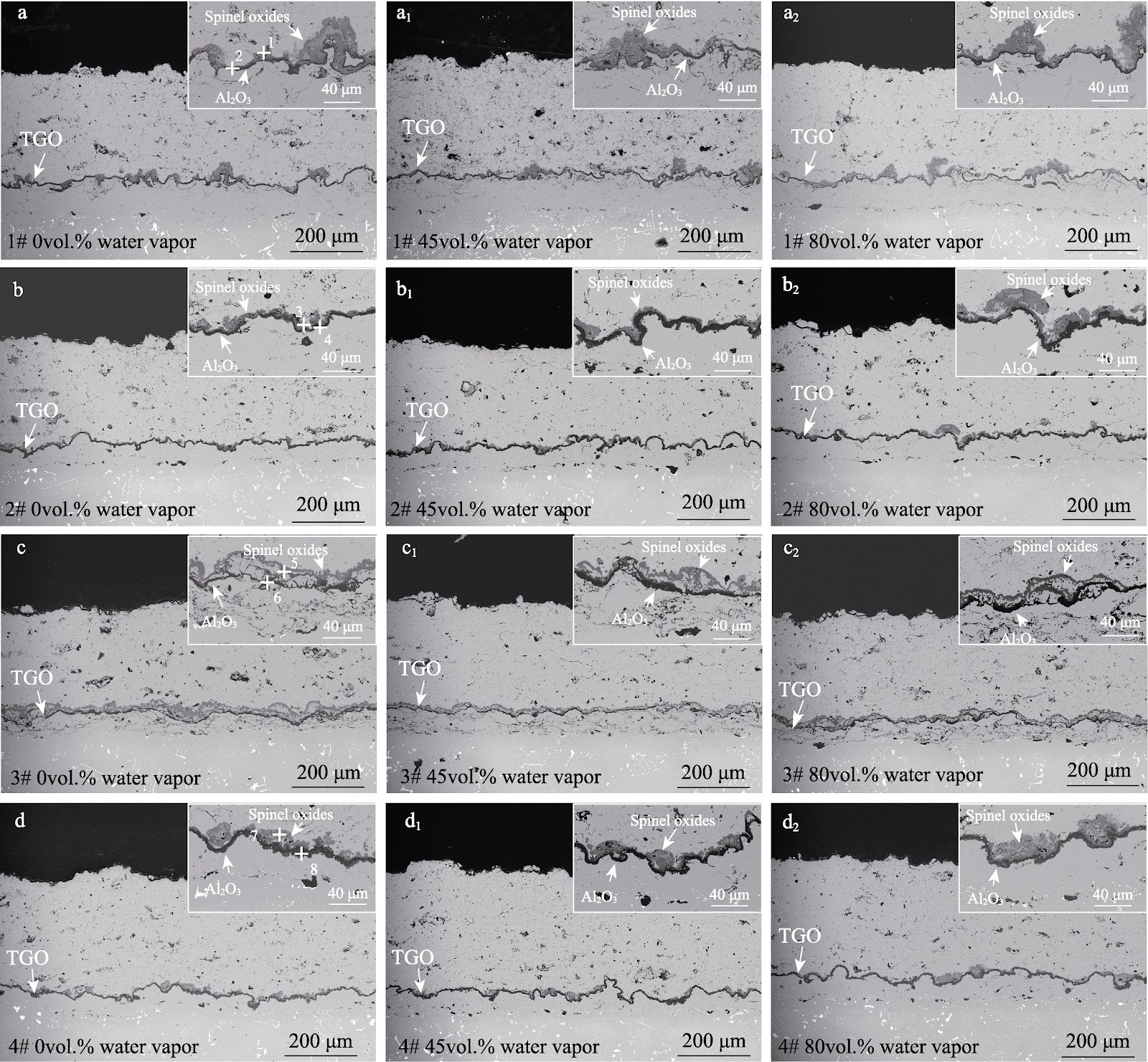 Investigation on High Temperature Water Vapor Corrosion Behavior of MCrAlY/8YSZ Thermal Barrier Coatings