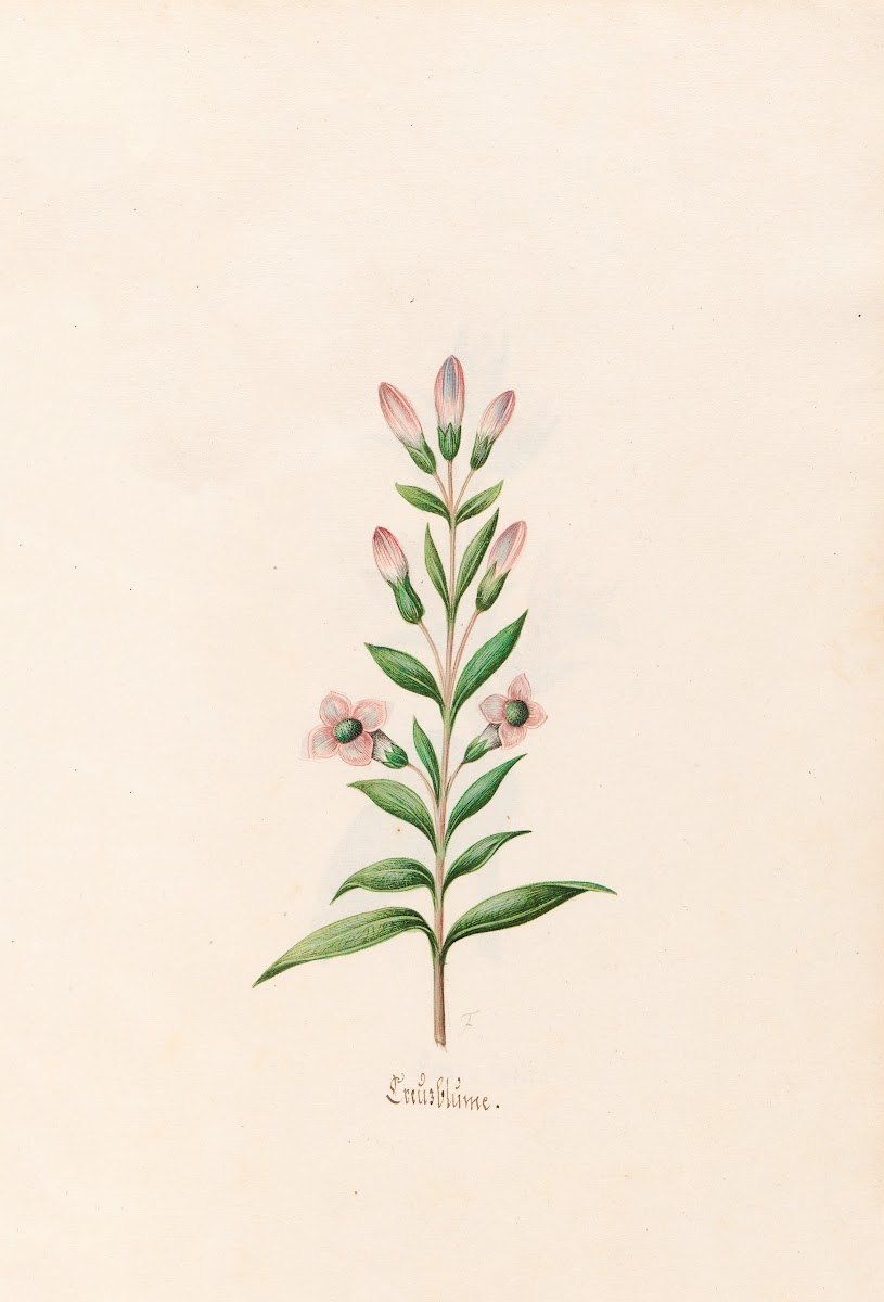 Creüzblüme 1692